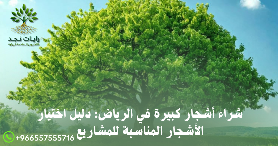 توريد أشجار للمجمعات التجارية بالرياض