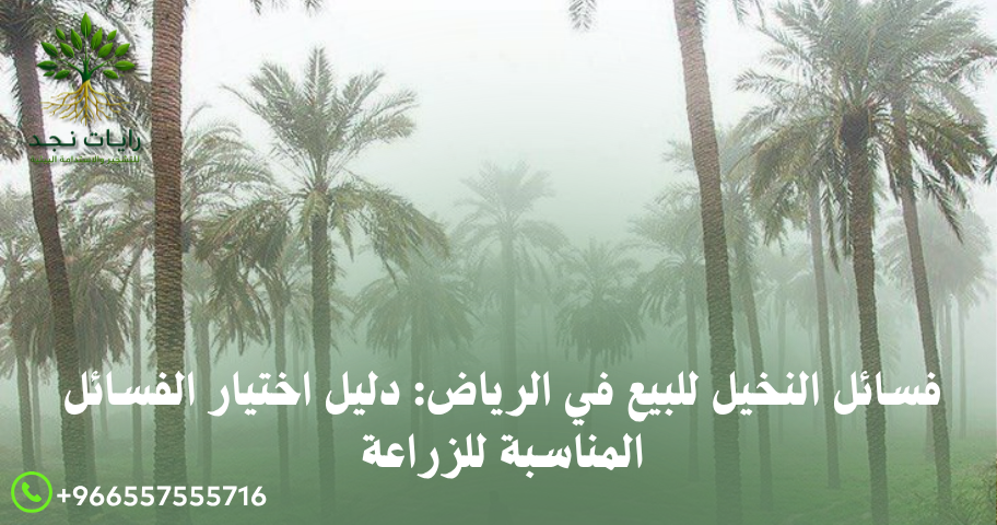 فسائل النخيل للبيع في الرياض: دليل اختيار الفسائل المناسبة للزراعة