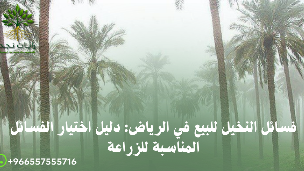 أفضل أنواع فسائل النخيل للزراعة