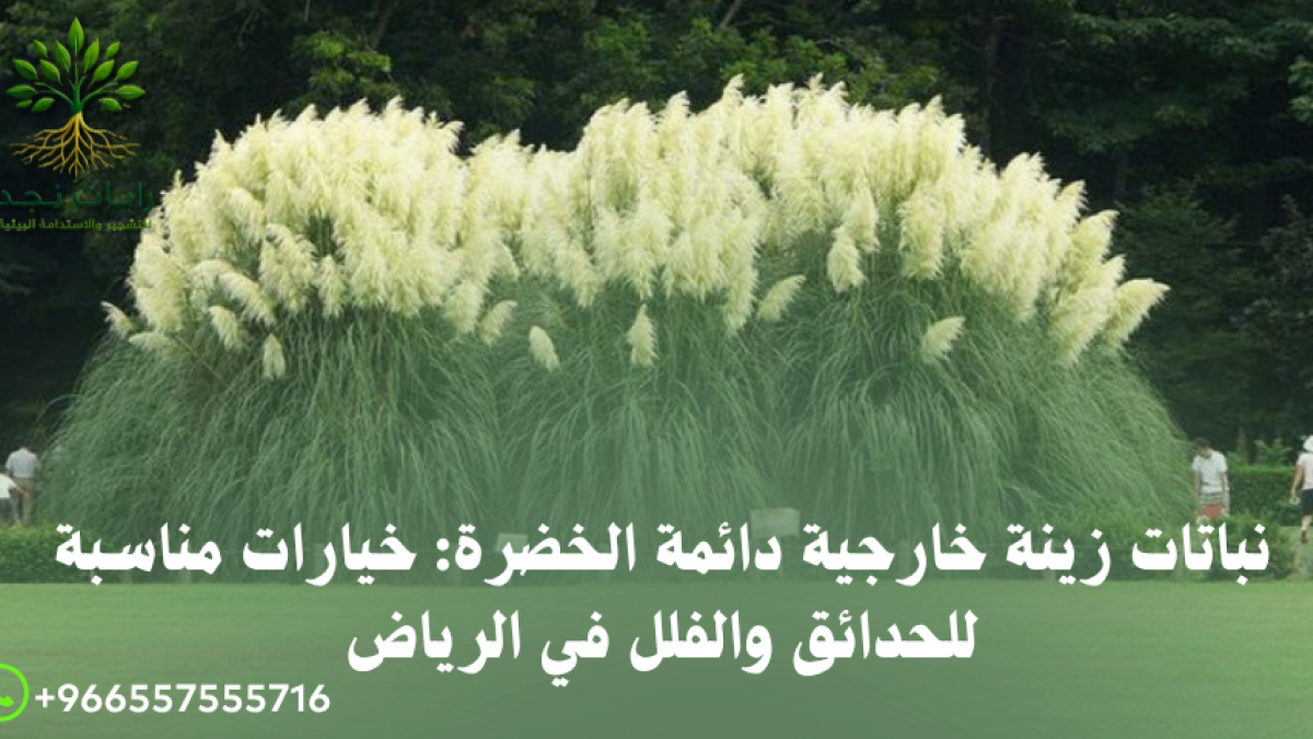شراء نباتات زينة خارجية بالرياض