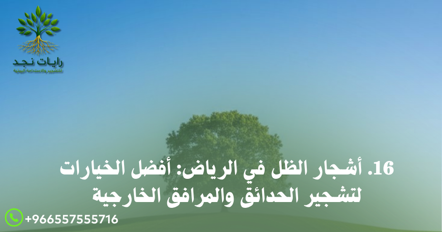 16. أشجار الظل في الرياض: أفضل الخيارات لتشجير الحدائق والمرافق الخارجية