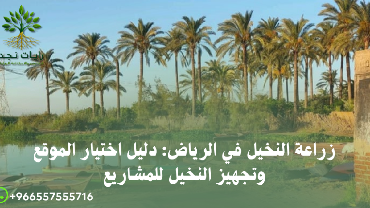فضل أنواع النخيل للزراعة بالرياض
