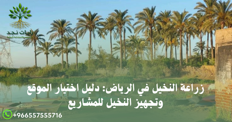 زراعة النخيل في الحدائق والفلل بالرياض