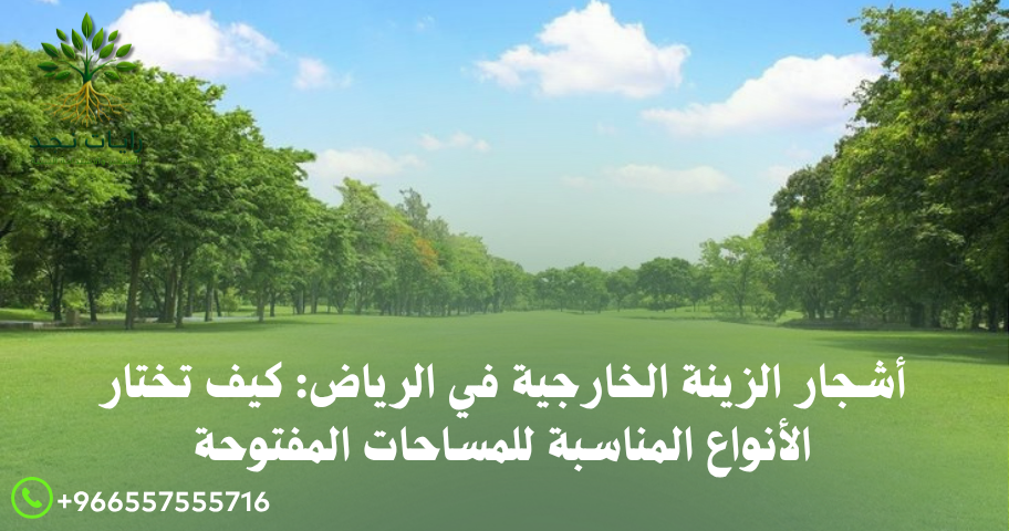 أشجار الزينة الخارجية في الرياض: كيف تختار الأنواع المناسبة للمساحات المفتوحة