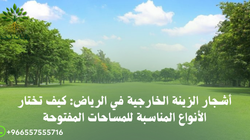 أشجار ظل للحدائق الخارجية بالرياض