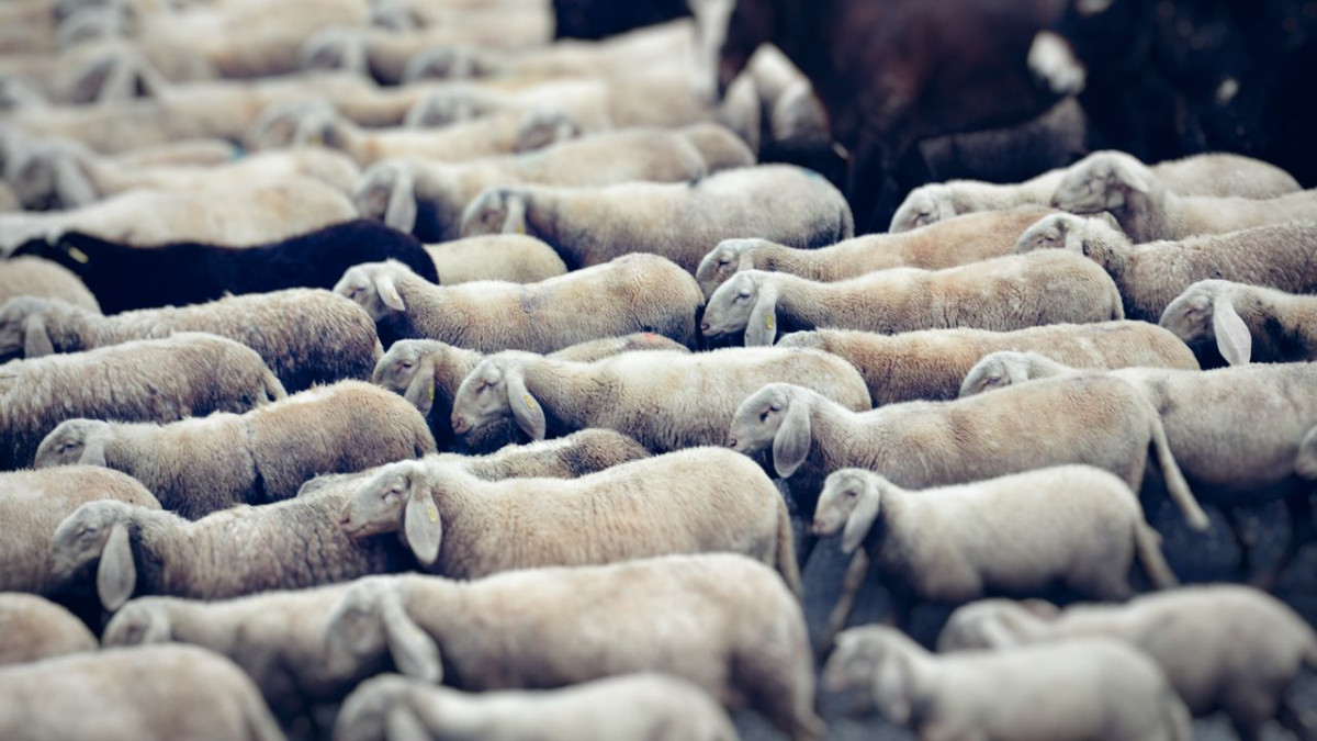 كيف تخطط لتسوير حظائر المواشي والإبل؟